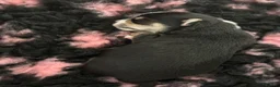 Chihuahua dogs for sale: 🐾 Beautiful Chihuahua Boys Available - Advert 2