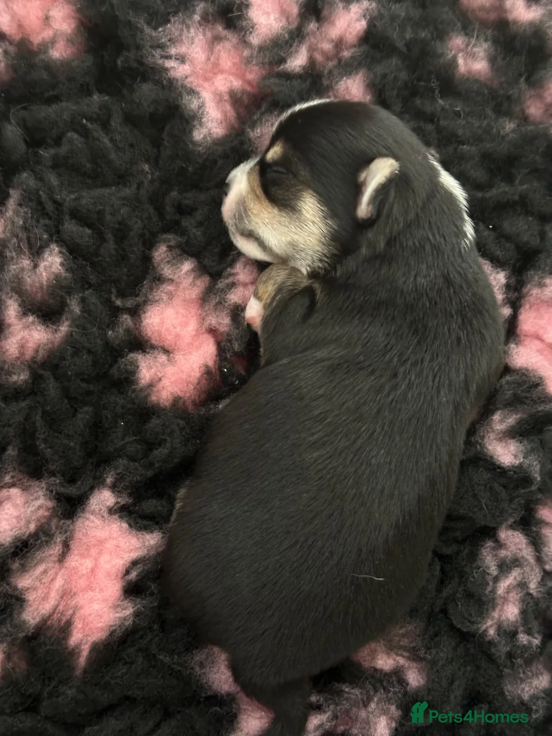 Chihuahua dogs for sale: 🐾 Beautiful Chihuahua Boys Available - Advert 2