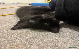 Mixed Breed cats for sale: 7 all black kittens - Image 4