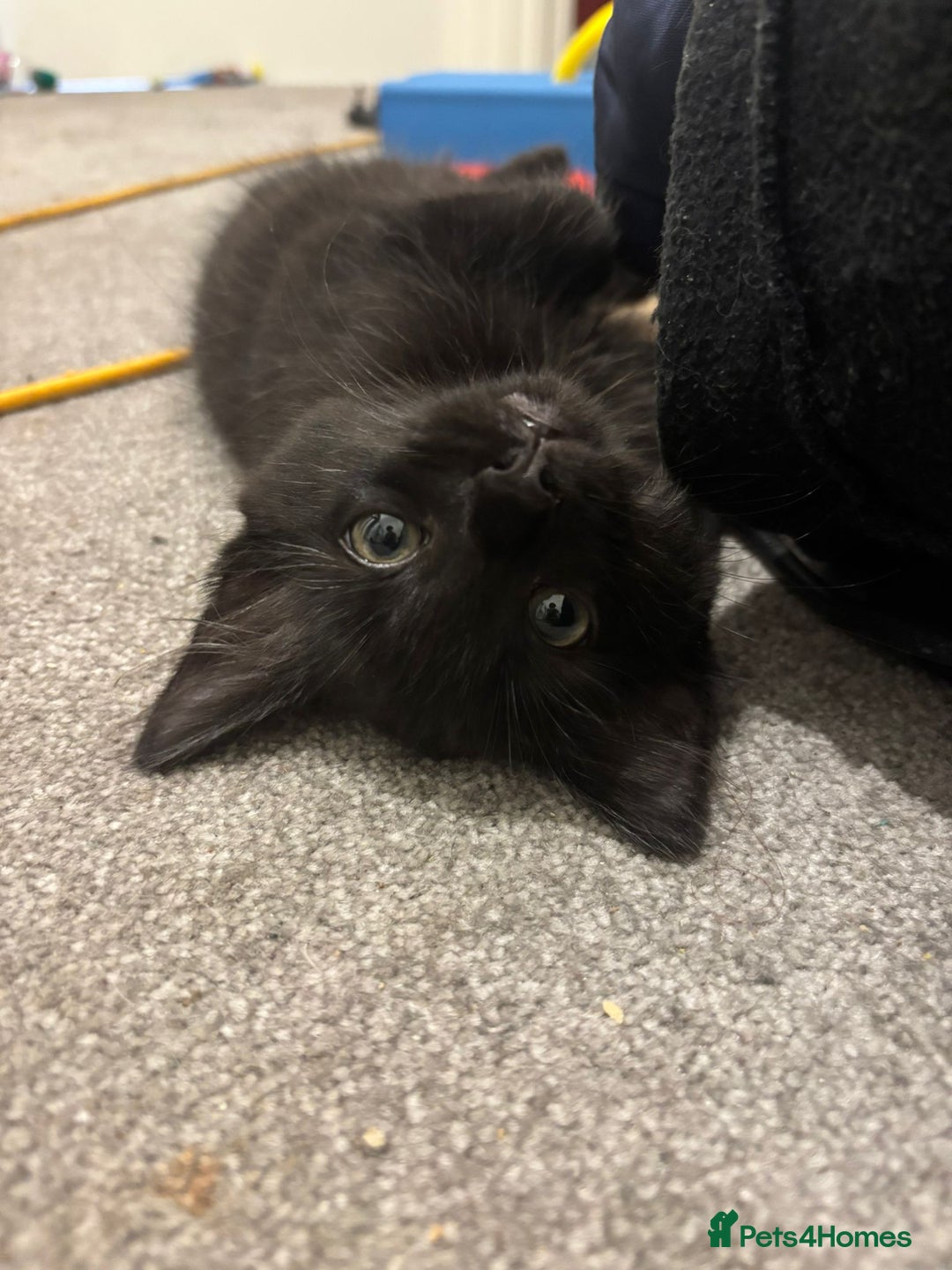 Mixed Breed cats for sale: 7 all black kittens - Image 4
