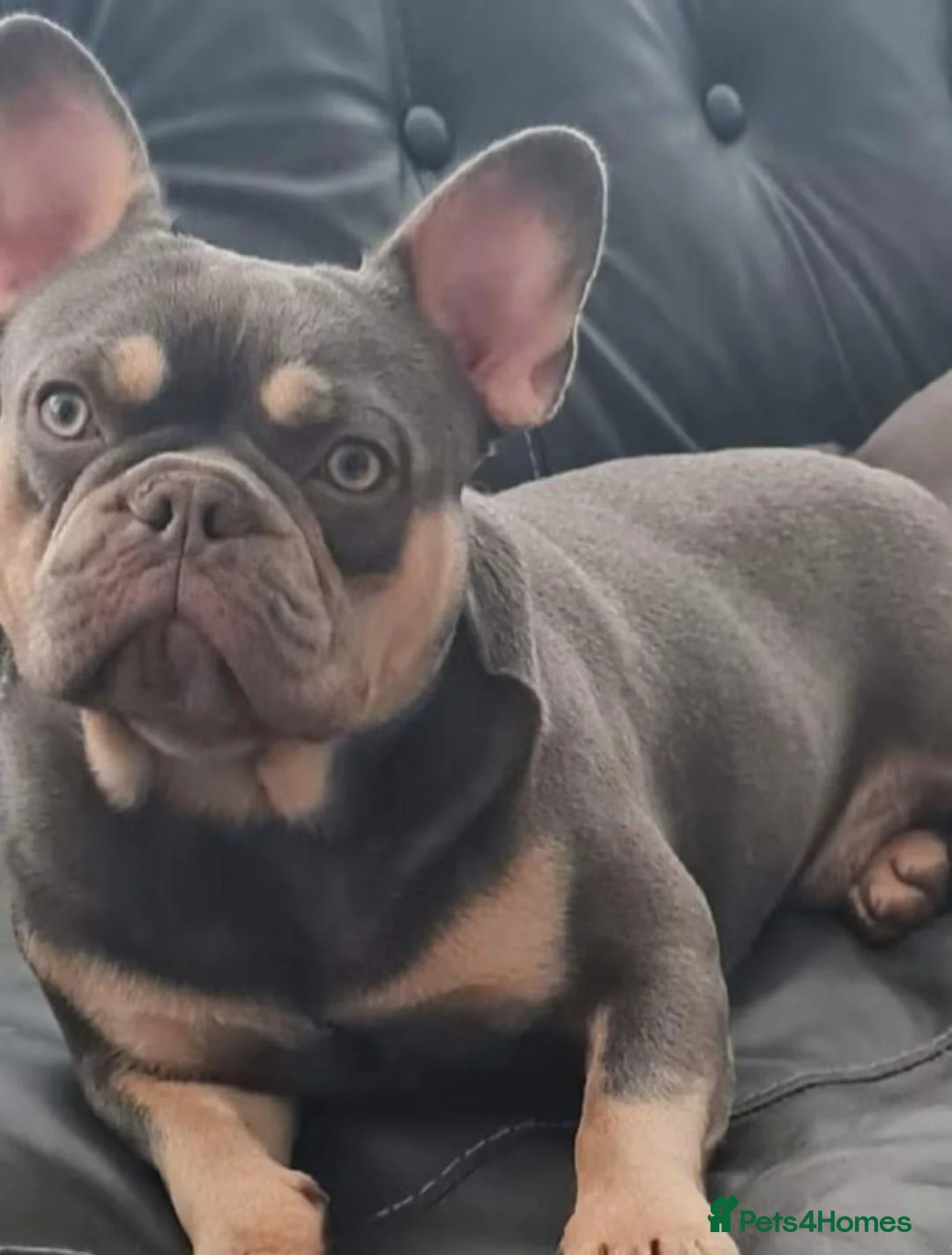 Mixed Breed dogs for sale: Boston Terrier x french bulldog Hybrid in Canterbury - Advert 13