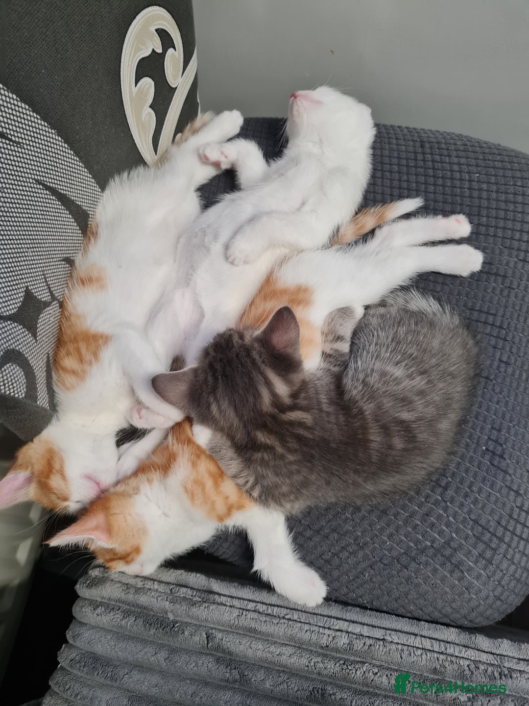 Mixed Breed cats for sale: Kittens😻🧡🧡🩶🤍 - Advert 11