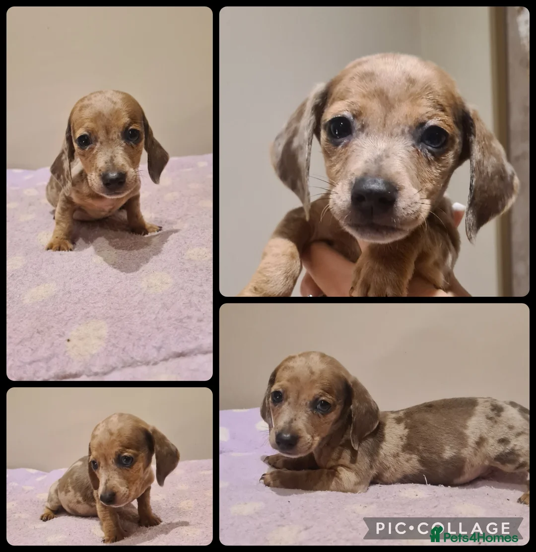 Miniature Dachshund dogs for sale: Beautiful bundle of boy mini daxies 5 boys left  - Advert 9