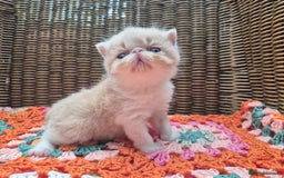 Exotic cats for sale: 🏆Champion sired exotic and Persian kittens 😸 ♥️  - Image 3