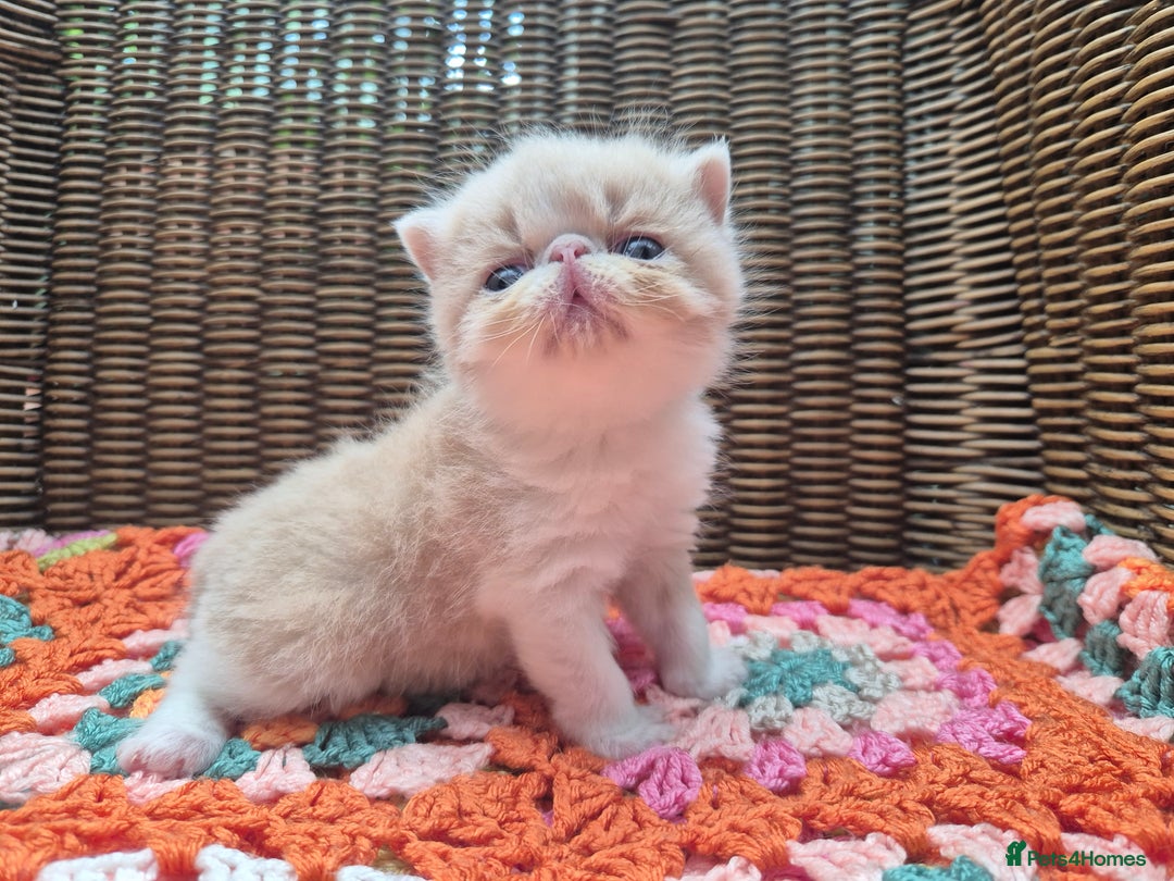 Exotic cats for sale: 🏆Champion sired exotic and Persian kittens 😸 ♥️  - Image 3