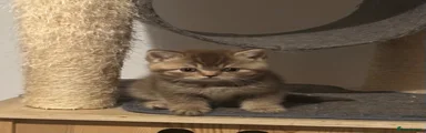 British Shorthair light brown tabby