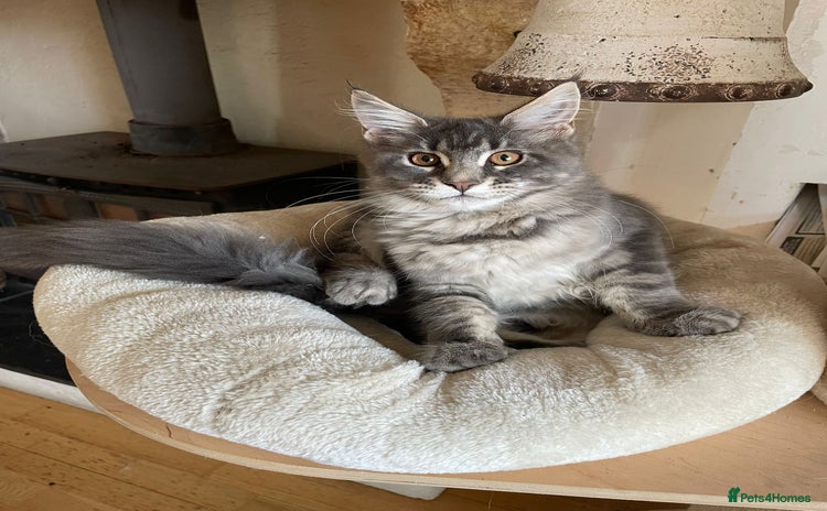 Maine Coon cats - Advert 1