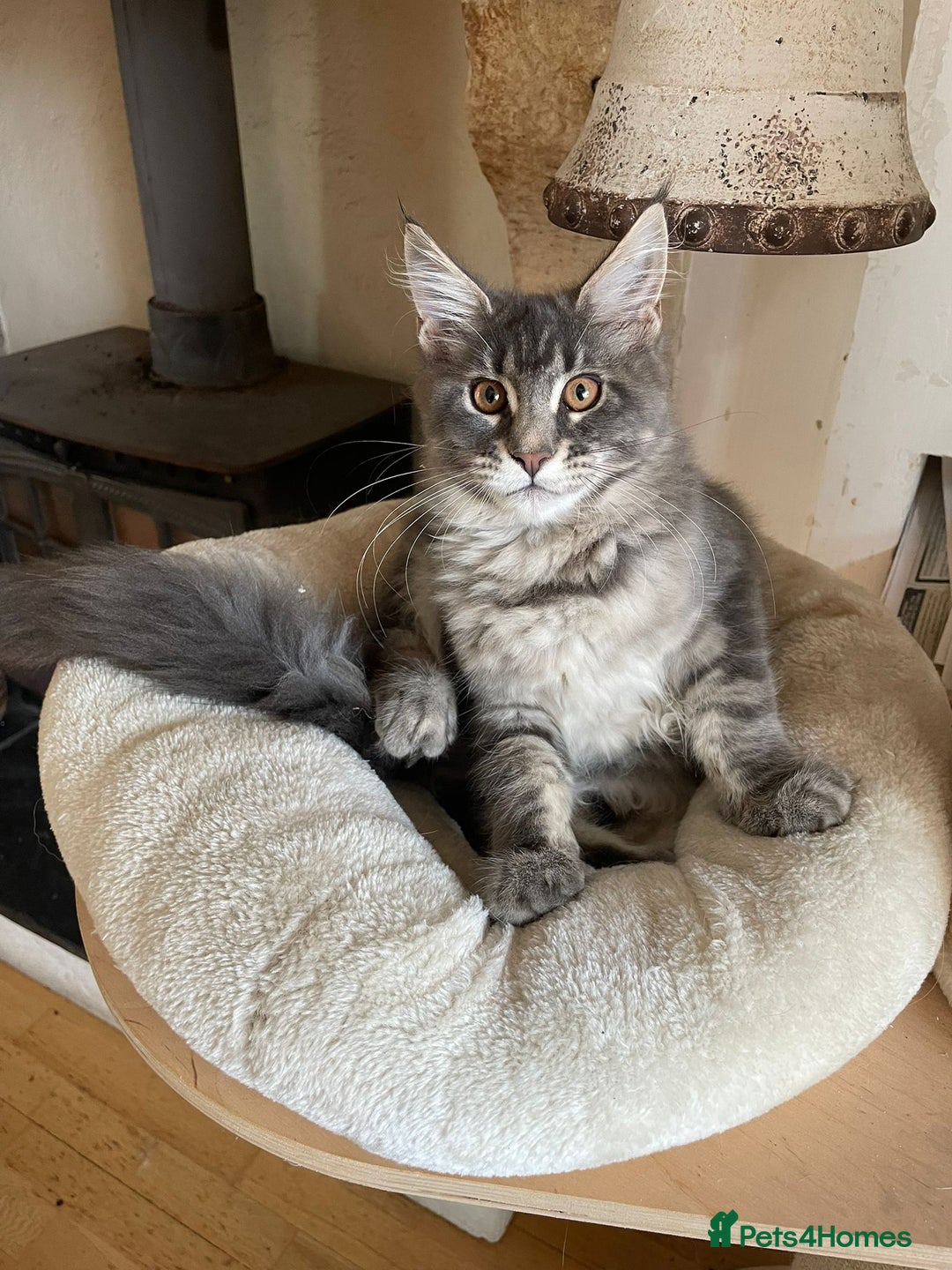 Maine Coon cats for sale: Stunning Maine Coon kitten - Image 1