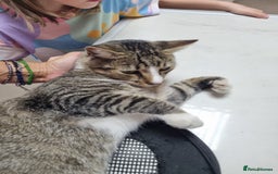 Mixed Breed cats for adoption: TOM a friendly & proud boy who needs a Loving Home - Advert 10