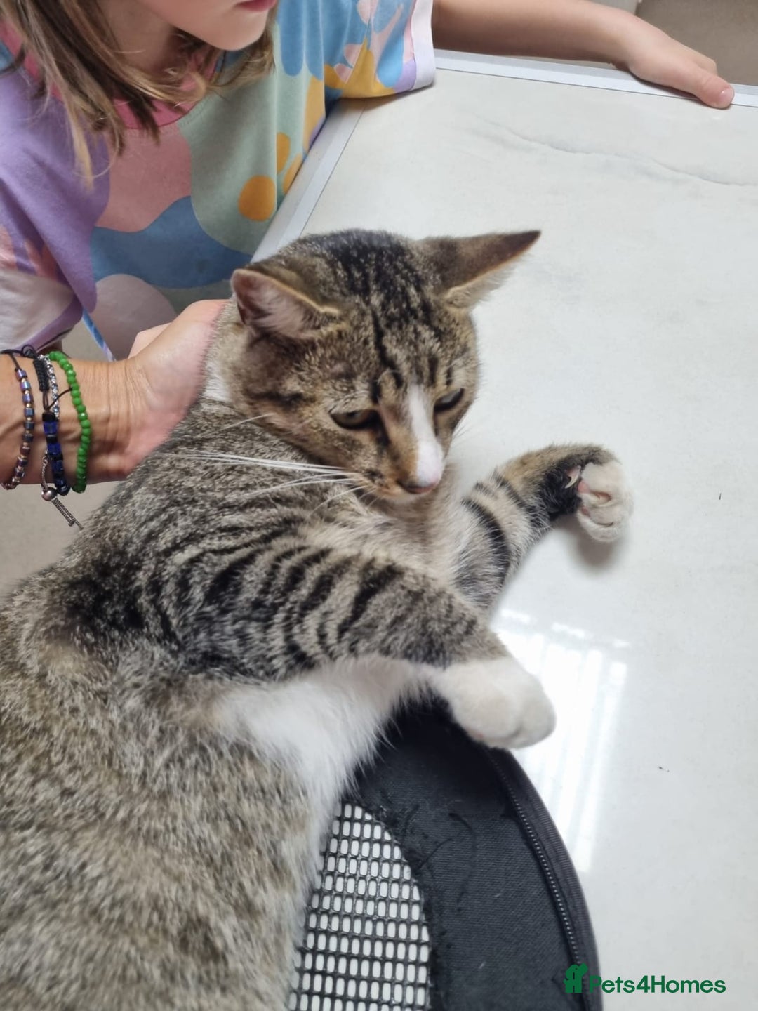 Mixed Breed cats for adoption: TOM a friendly & proud boy who needs a Loving Home - Advert 10