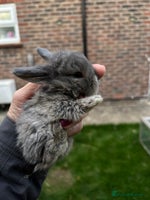 Netherland Dwarf rabbits - Advert 1