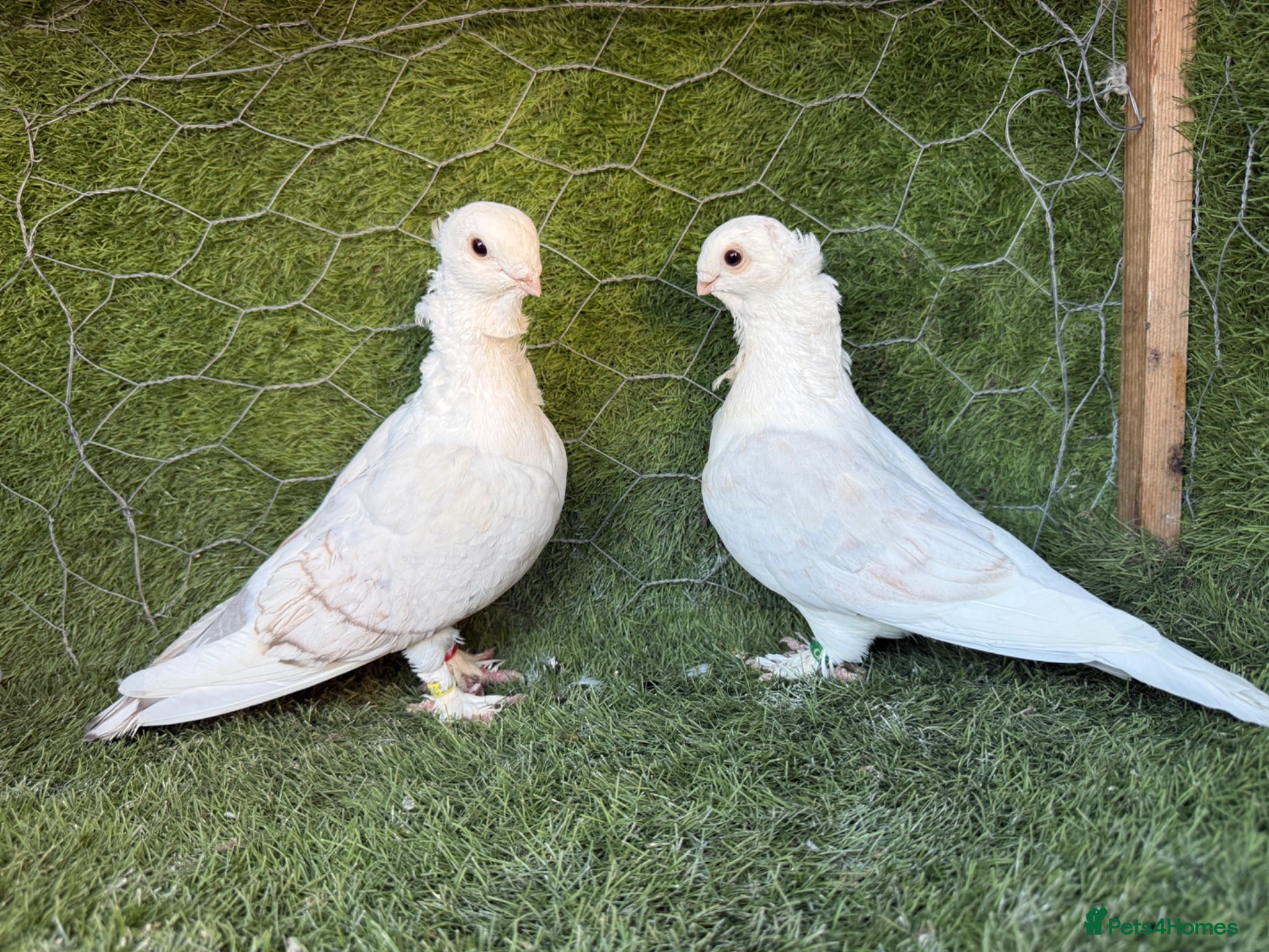 Pigeons birds Premium Breeding Pigeons Top Quality Pairs Availab - Advert 2