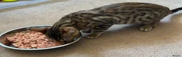 Bengal cats for sale: Male Bengal Kittens for sale - Advert 7