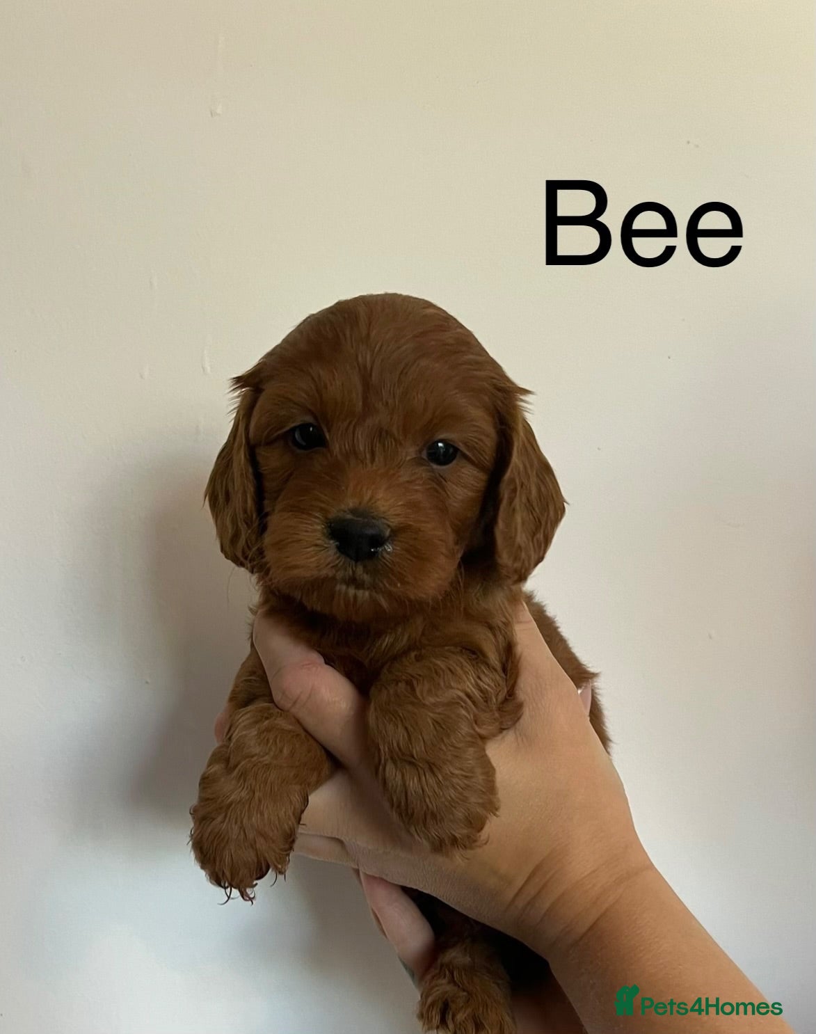Cockapoo dogs The most beautiful cockapoo babies  - Advert 1