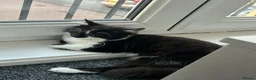 Mixed Breed cats for sale: Cat looking for loving home - Advert 8