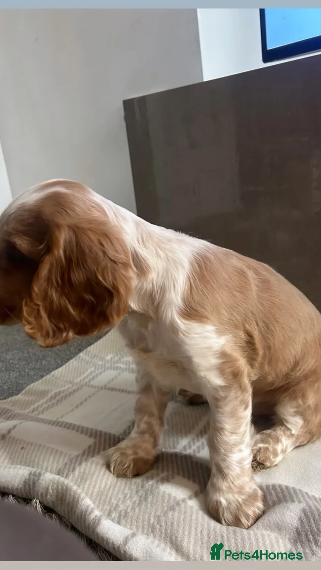 Cocker Spaniel dogs for sale: Male Cocker Spaniel - Advert 2