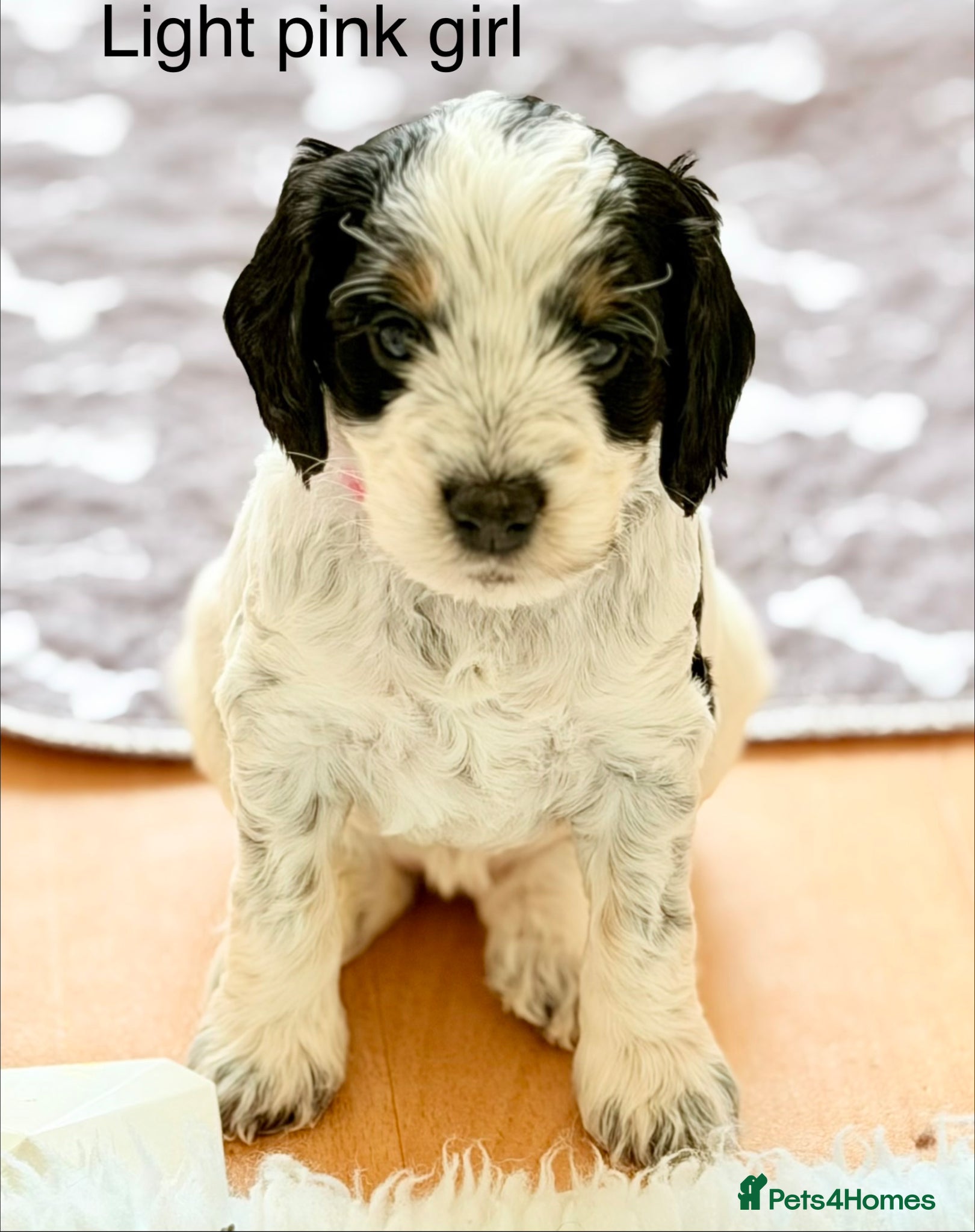 Cockapoo dogs F1 blue, choc and phantom roan parti cockapoos  - Advert 1