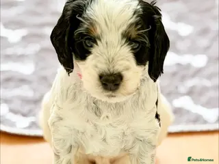 Cockapoo dogs F1 blue, choc and phantom roan parti cockapoos - Advert 1