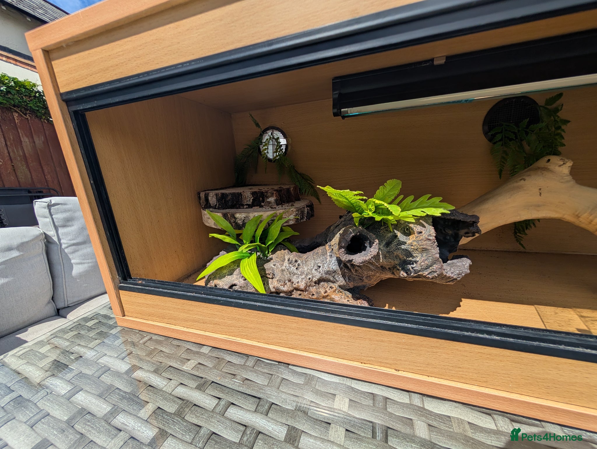Bearded Dragon reptiles for sale: Vivarium set up only  in Solihull - Advert 3
