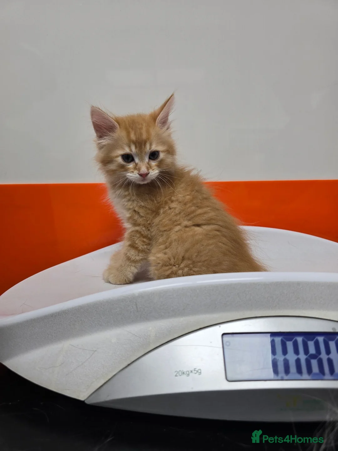 Mixed Breed cats for sale: A Fairytale Romance - Advert 1