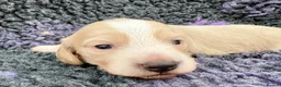 Dachshund dogs for sale:  Miniature Long Haired Dachshund puppies - Advert 12