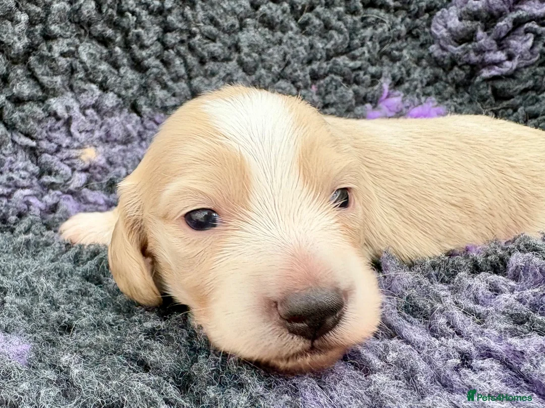 Dachshund dogs for sale:  Miniature Long Haired Dachshund puppies - Advert 12