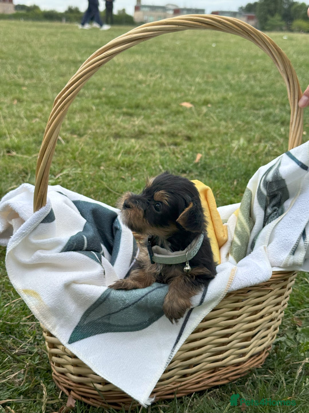 Yorkshire Terrier dogs for sale: Mini Yorkshire Terrier Puppies looking for Home - Image 11