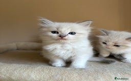 Ragdoll cats for sale: 5 beautiful GCCF Ragdoll kittens - Image 6