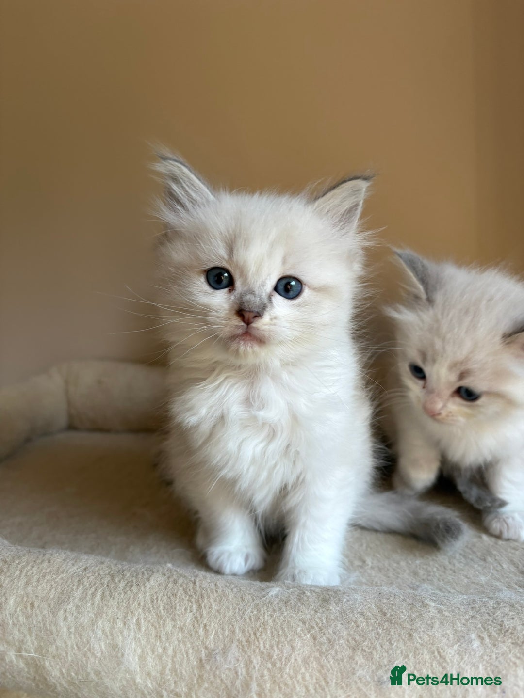 Ragdoll cats for sale: 5 beautiful GCCF Ragdoll kittens - Image 6