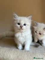 Ragdoll cats - Advert 12