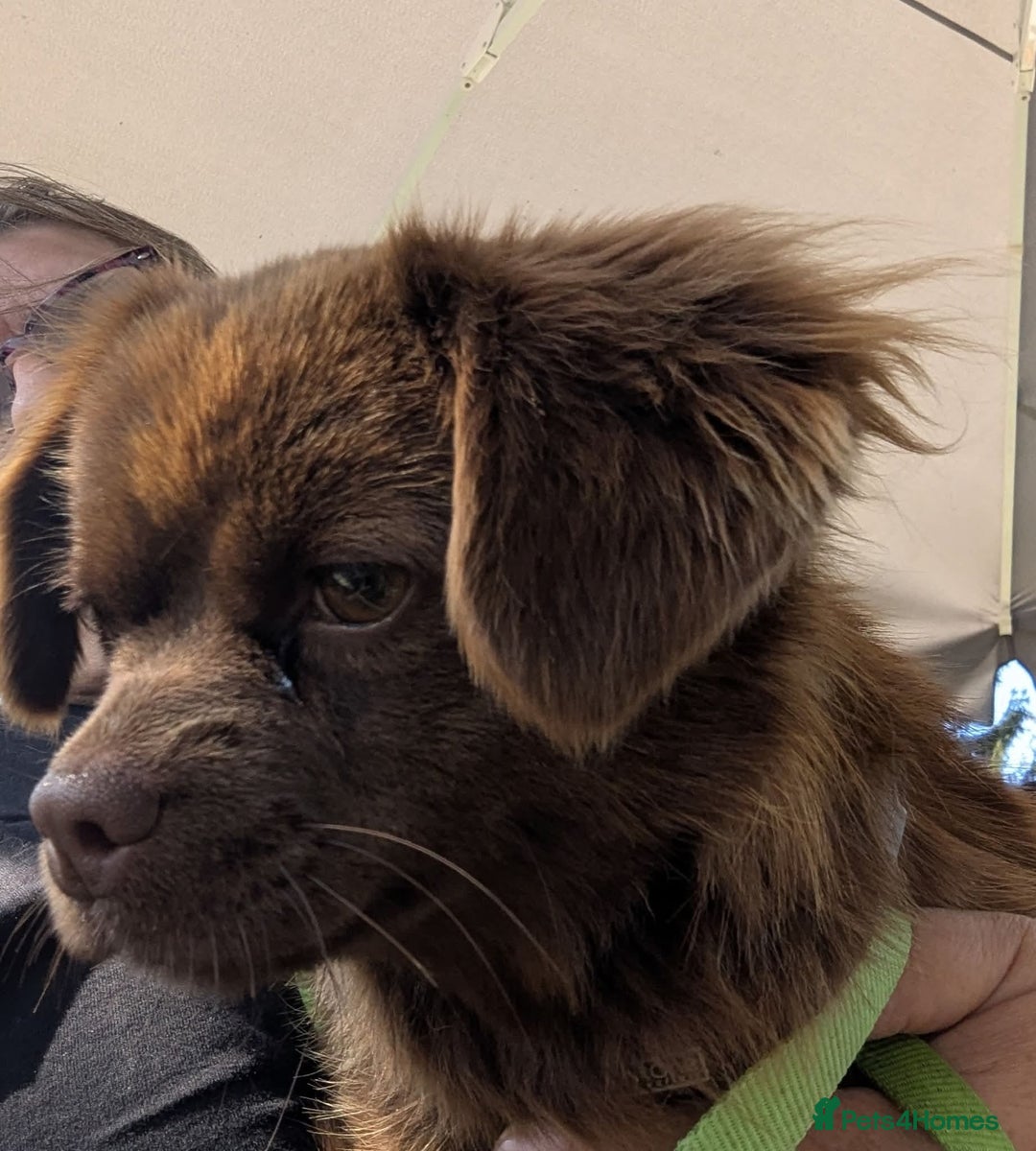 Mixed Breed dogs for adoption: CHOCOLATE - Image 2