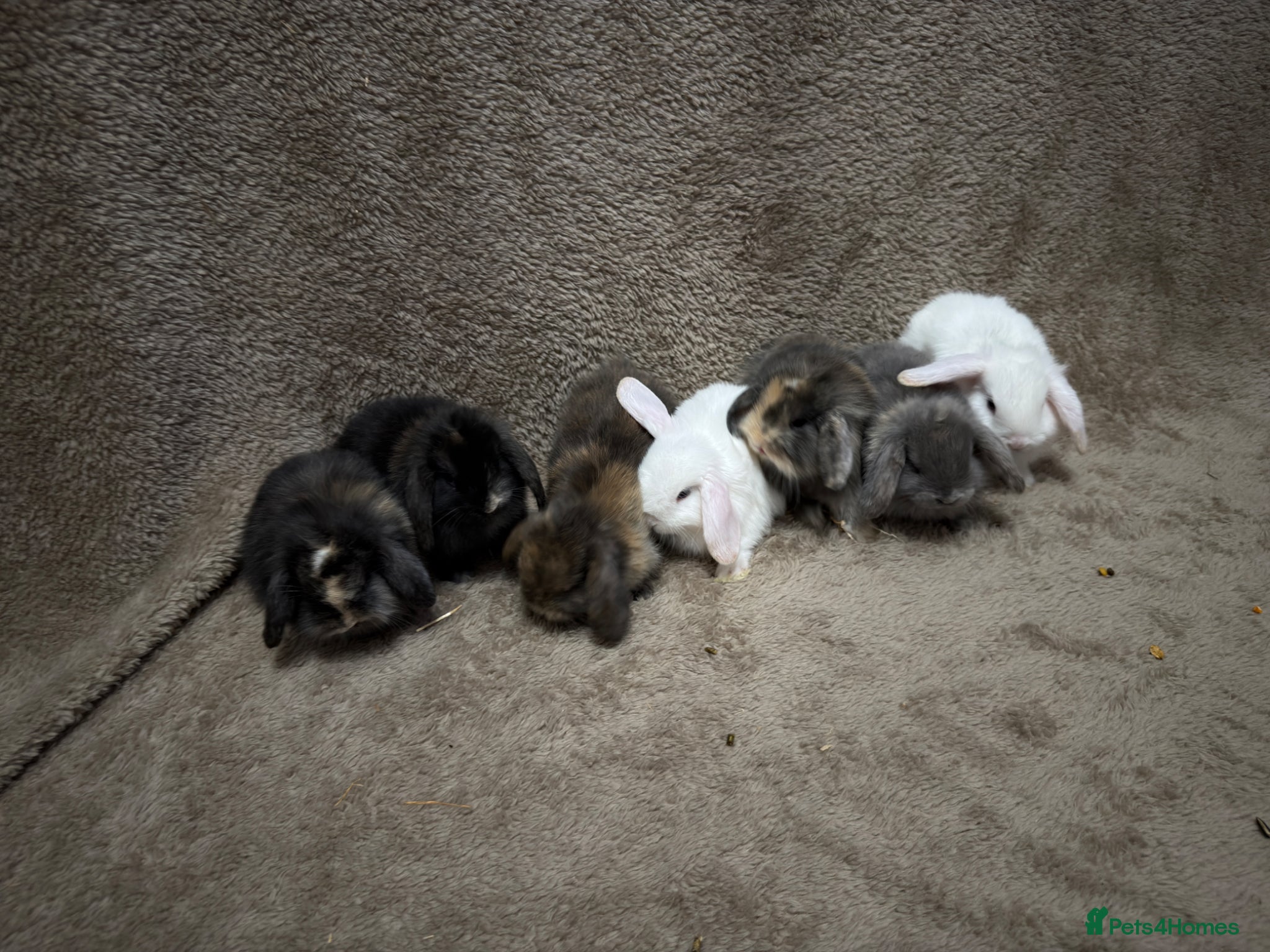 Mini Lop rabbits Pure bred mini lops  - Advert 3