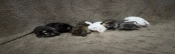 Mini Lop rabbits for sale: Pure bred mini lops  - Advert 1