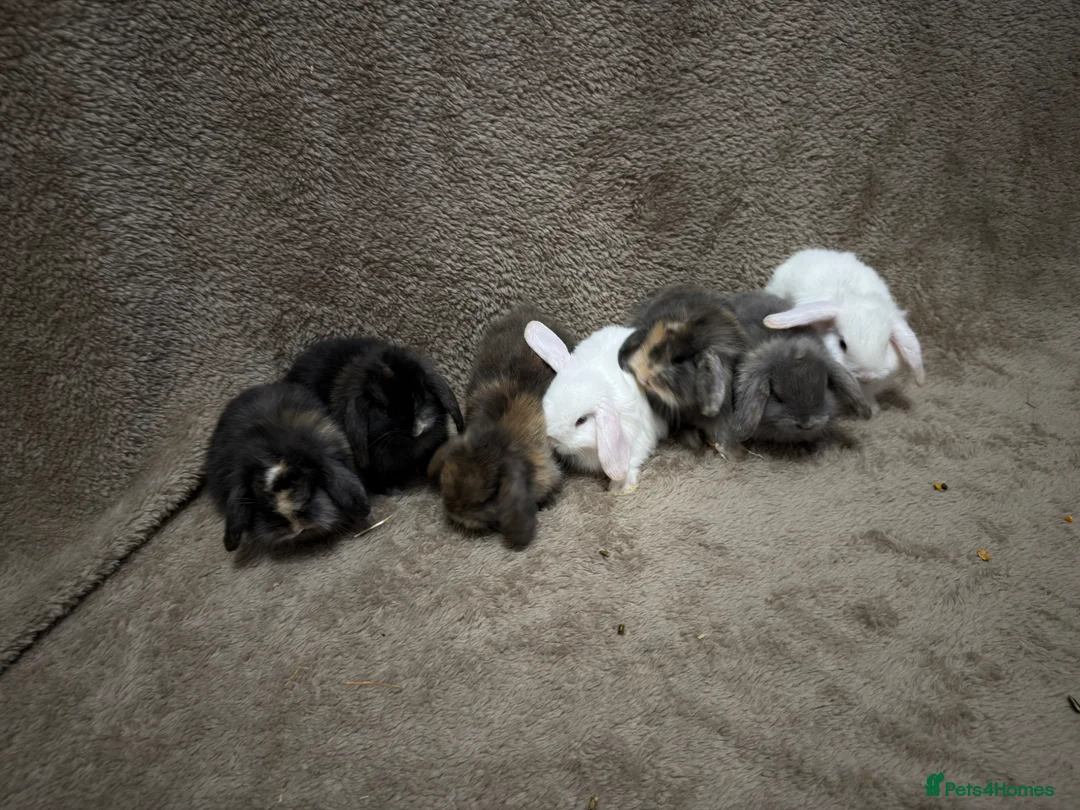 Mini Lop rabbits for sale: Pure bred mini lops  - Advert 1