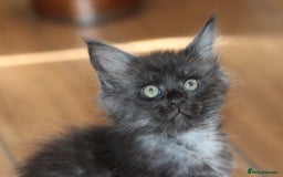 Maine Coon cats for sale: Adorable GCCF Black smoke Maine Coons kittens  - Image 16