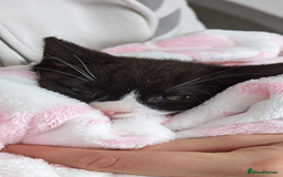 Mixed Breed cats for sale: A cute kitten named Kacper is looking for love - Image 1