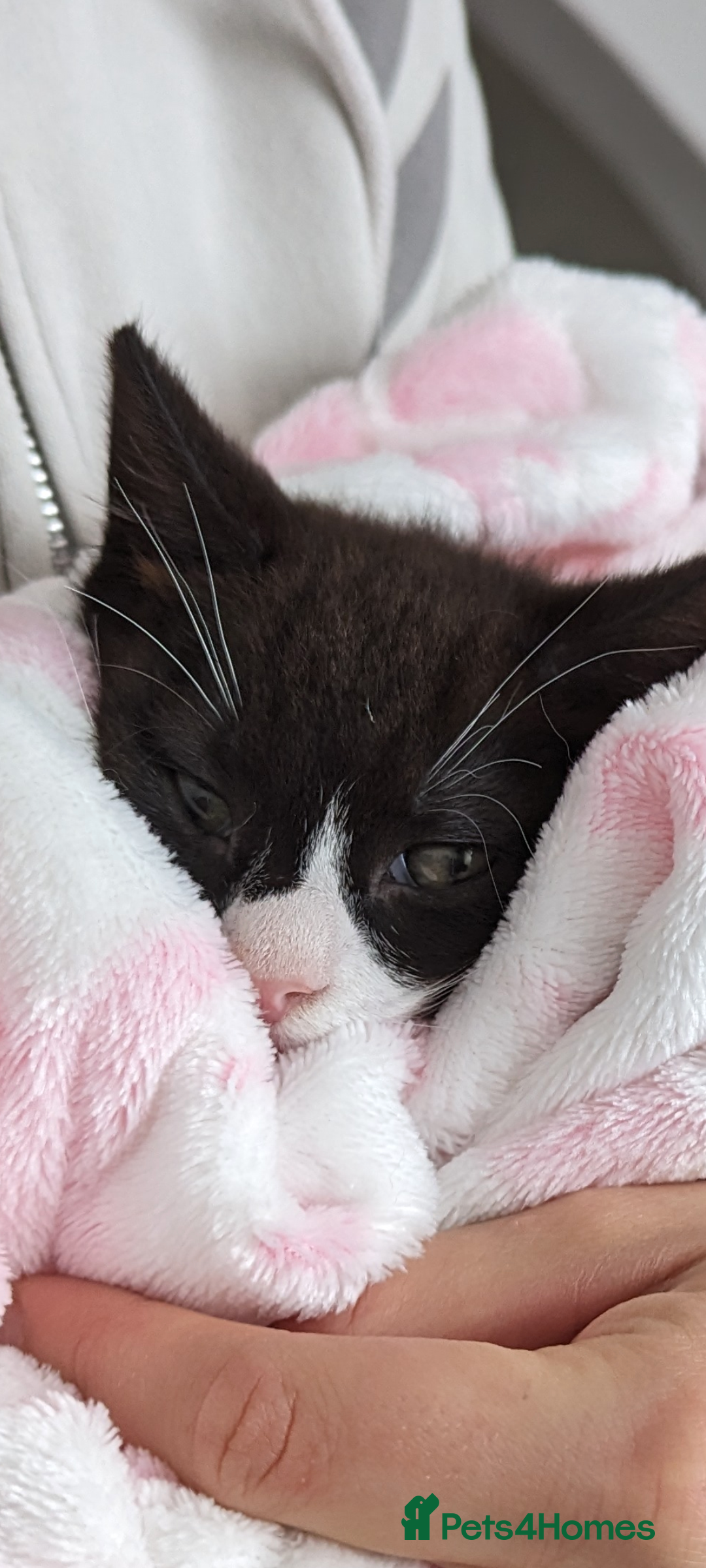 Mixed Breed cats for sale: A cute kitten named Kacper is looking for love - Image 1