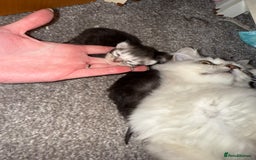 British Shorthair cats for sale: 🩵 3 British Long/Shorthair kittens! 🩵 - Image 13