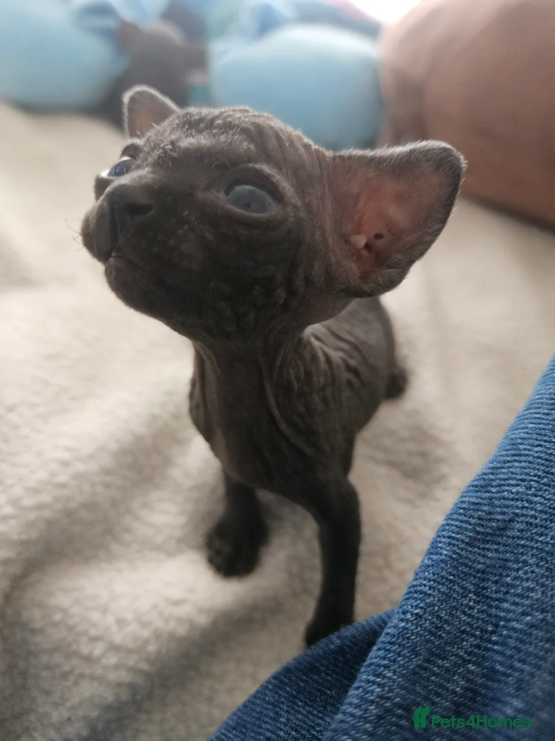 Sphynx cats for sale: Sphyx kittens in Crumlin - Advert 2