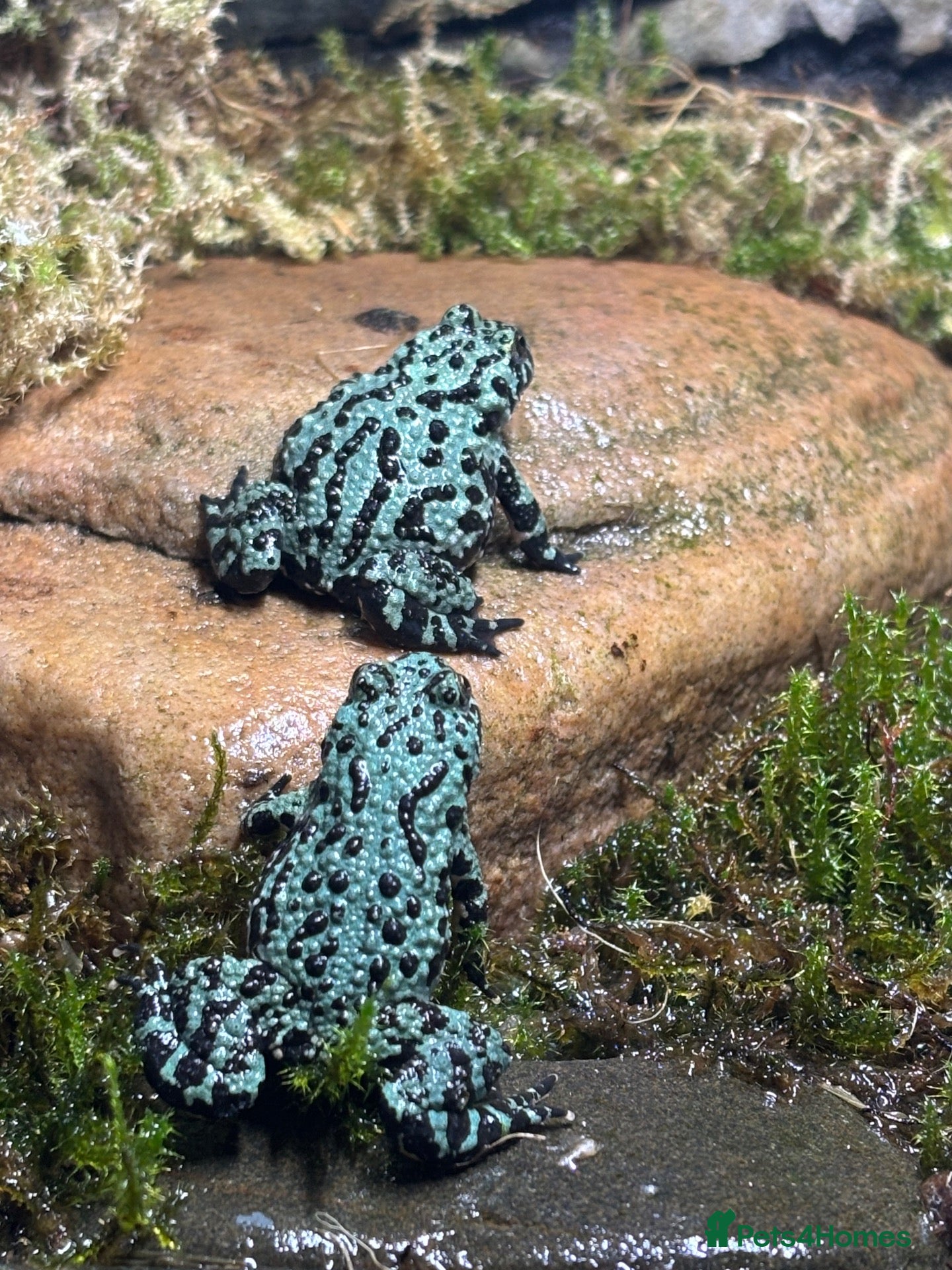 Frog reptiles Fire bellied frogs plus setup  - Advert 1