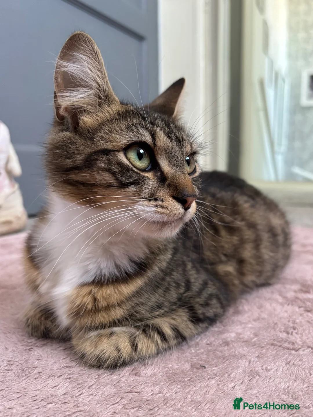 Mixed Breed cats for sale: Six very cute fluffy kittens  - Advert 1