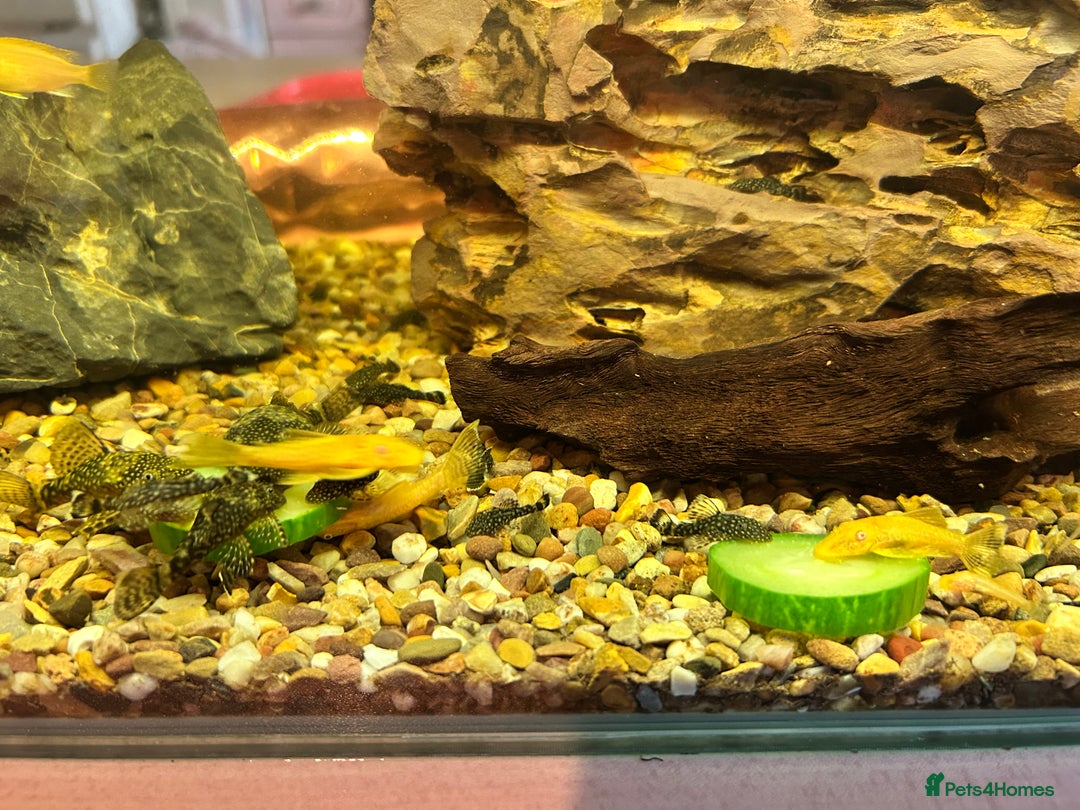 Plecos fish for sale: Juvenile Bristlenose Plecos  - Image 8