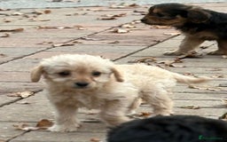 Mixed Breed dogs for sale: Lakeypoos Ready Now  - Image 6