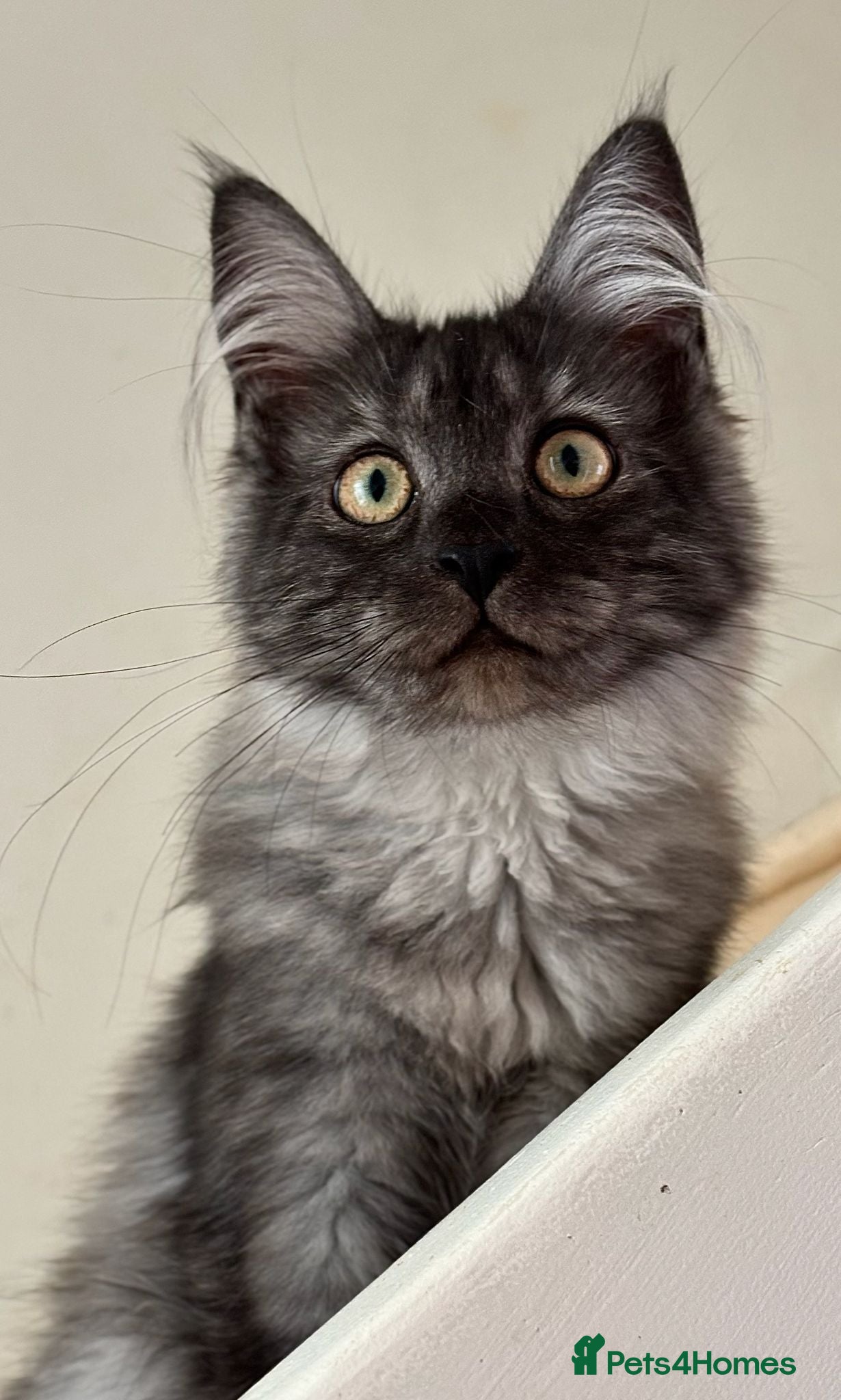 Maine Coon cats Beautiful GCCF Registered Maine Coon Kittens - Advert 1
