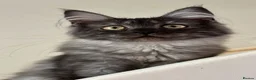 Maine Coon cats for sale: Beautiful GCCF Registered Maine Coon Kittens - Advert 1
