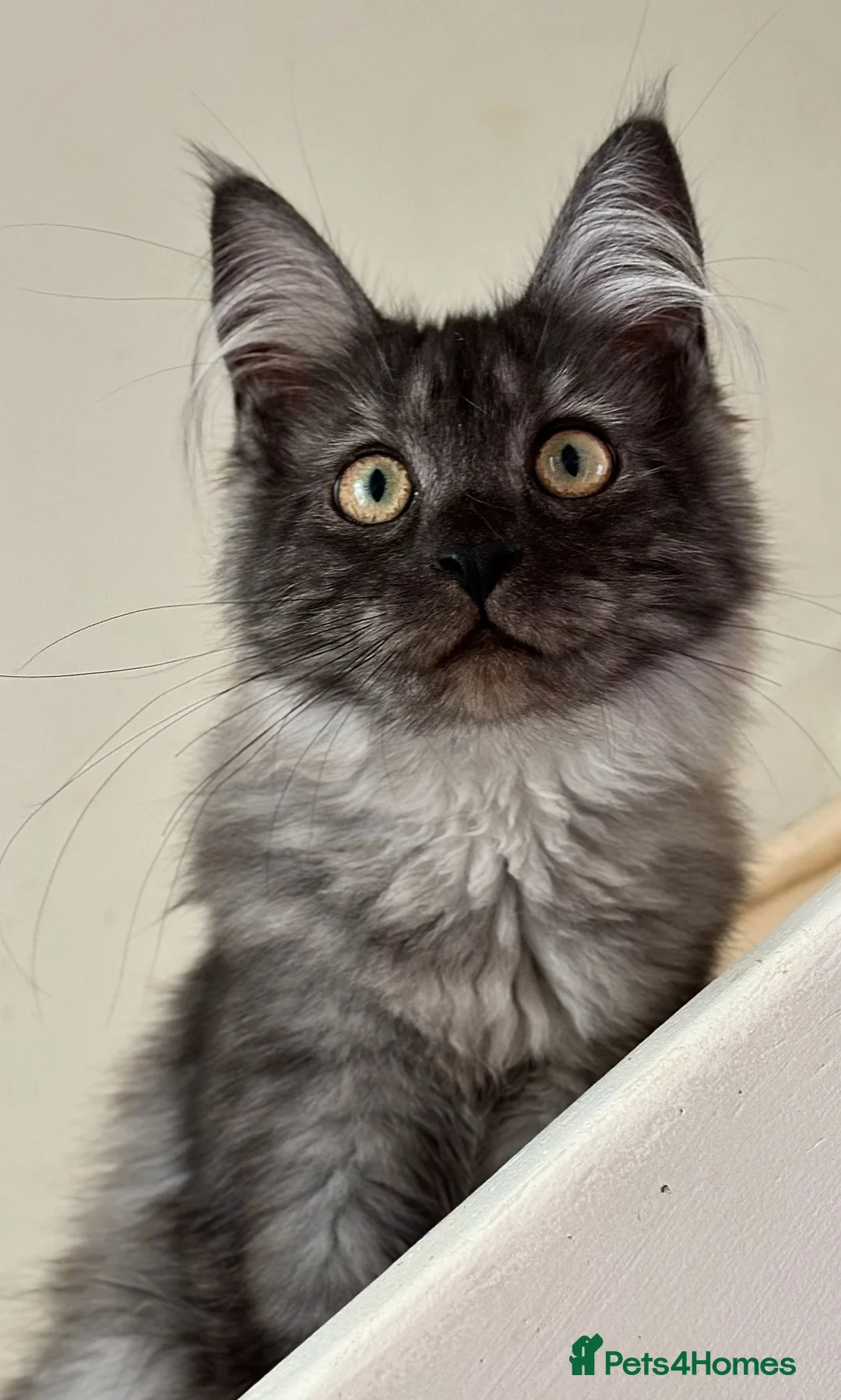 Maine Coon cats for sale: Beautiful GCCF Registered Maine Coon Kittens - Advert 1