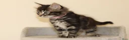 Mixed Breed cats for sale: Adorable Kittens Ready Soon - Advert 5