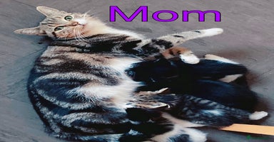 Bengal cats - Advert 6