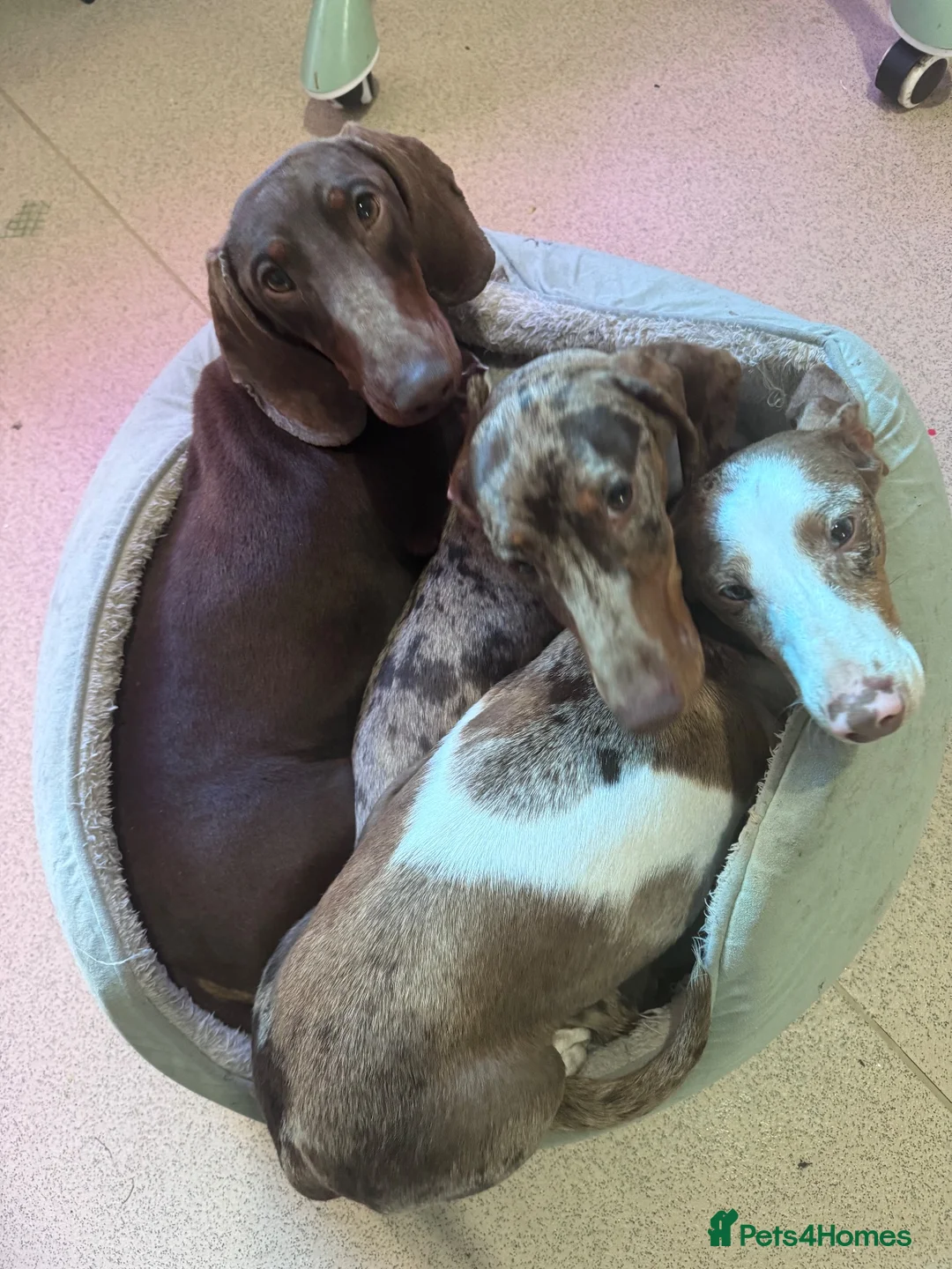 Dachshund dogs for sale: BEAUTIFUL DAPPLE DACHSHUND PUPPIES - Advert 2
