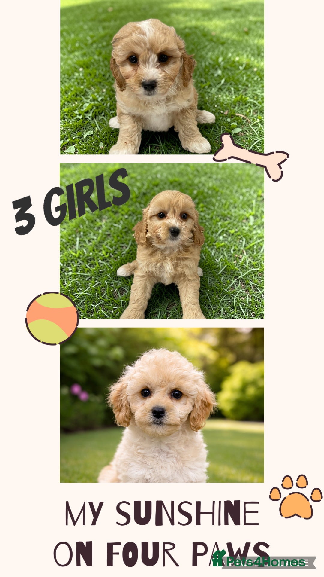 Cavapoochon dogs Cavapoochon puppies for sale - Advert 1